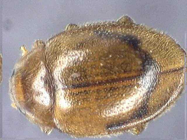 Rhizobius litura